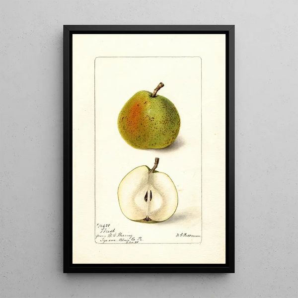 Pyrus communis Wiest - Deborah Griscom Passmore — ingelijst kunstwerk aan de muur