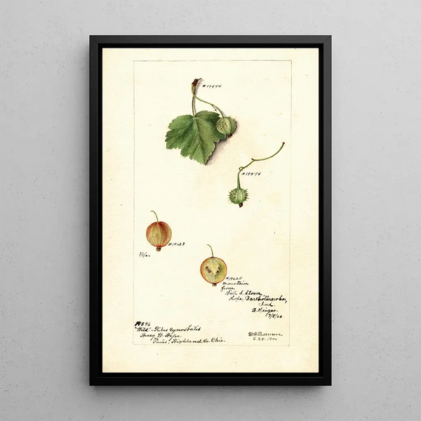 Reproductie van het schilderij Ribes - Deborah Griscom Passmore