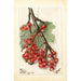 Reproductie van het schilderij Ribes Perfection - Deborah Griscom Passmore