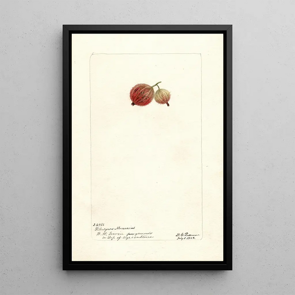 Reproductie van het schilderij Ribes Ribesgros Abenarius - Deborah Griscom Passmore