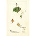 Reproductie van het schilderij Ribes - Deborah Griscom Passmore