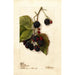 Rubus Blowers - Deborah Griscom Passmore — weergave van het kunstwerk