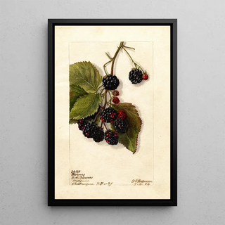 Deborah Griscom Passmore - Rubus Blowers.webp