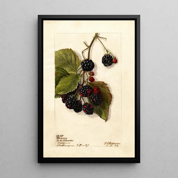 Rubus Blowers - Deborah Griscom Passmore — ingelijst kunstwerk aan de muur