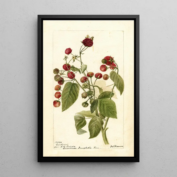 Reproductie van het schilderij Rubus Cardinal - Deborah Griscom Passmore