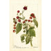 Reproductie van het schilderij Rubus Cardinal - Deborah Griscom Passmore
