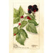 Reproductie van het schilderij Rubus Conrath - Deborah Griscom Passmore