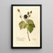 Reproductie van het schilderij Rubus Everblooming - Deborah Griscom Passmore