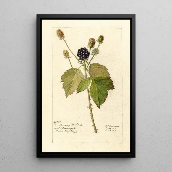 Reproductie van het schilderij Rubus Everblooming - Deborah Griscom Passmore
