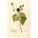 Reproductie van het schilderij Rubus Everblooming - Deborah Griscom Passmore
