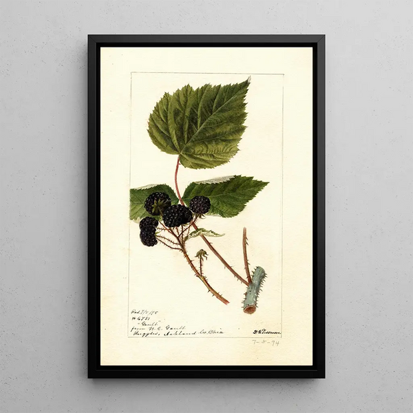 Rubus Gault - Deborah Griscom Passmore — ingelijst kunstwerk aan de muur