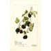 Rubus Jeune Indienne - Deborah Griscom Passmore — weergave van het kunstwerk