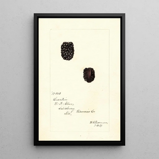 Deborah Griscom Passmore - Rubus Lucretia.webp