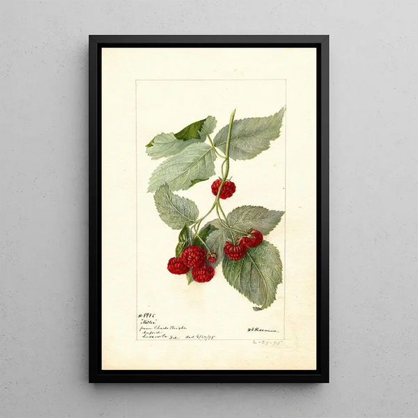 Reproductie van het schilderij Rubus Miller - Deborah Griscom Passmore