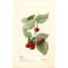 Reproductie van het schilderij Rubus Miller - Deborah Griscom Passmore