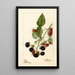 Rubus Récompense - Deborah Griscom Passmore — ingelijst kunstwerk aan de muur