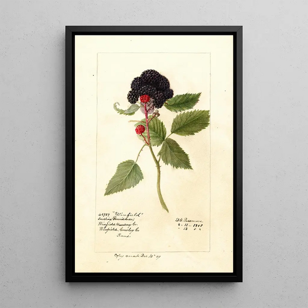 Reproductie van het schilderij Rubus Winfield - Deborah Griscom Passmore