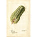 Sechium edule - Deborah Griscom Passmore — weergave van het kunstwerk