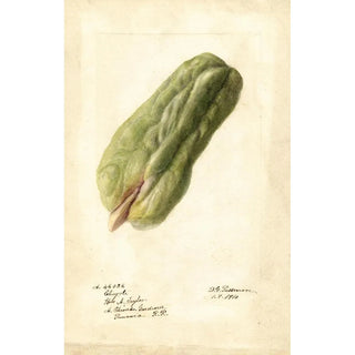 Deborah Griscom Passmore - Sechium edule.webp