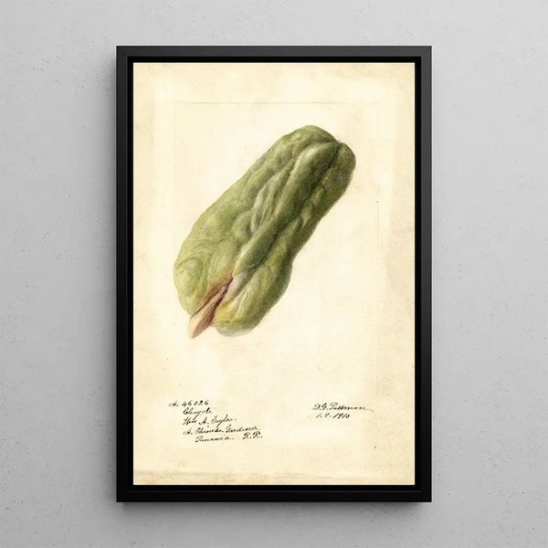 Sechium edule - Deborah Griscom Passmore — ingelijst kunstwerk aan de muur