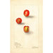 Reproductie van het schilderij Spondias purpurea Prune écarlate - Deborah Griscom Passmore