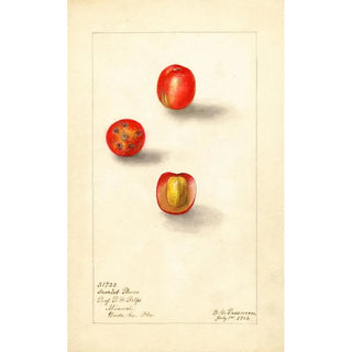 Deborah Griscom Passmore - Spondias purpurea Scarlet Plum.webp