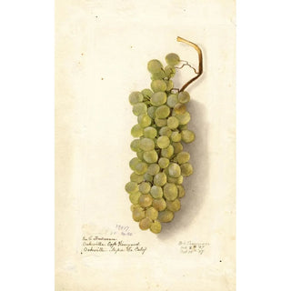 Deborah Griscom Passmore - Vitis.webp