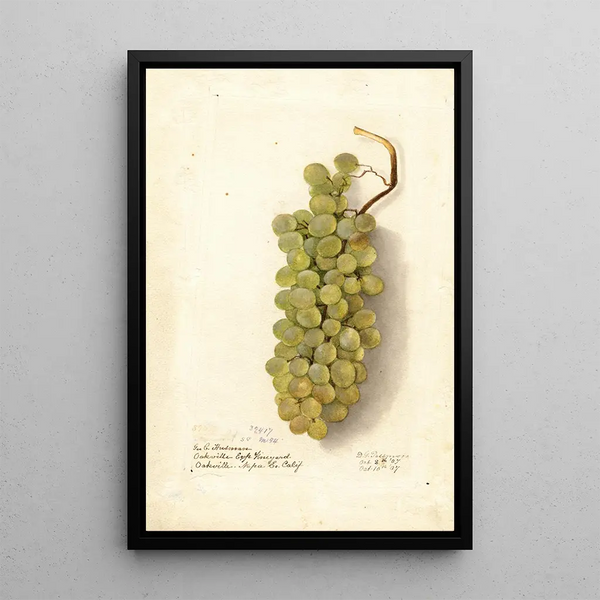 Vitis - Deborah Griscom Passmore — ingelijst kunstwerk aan de muur