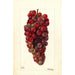 Vitis Bauch - Deborah Griscom Passmore — weergave van het kunstwerk