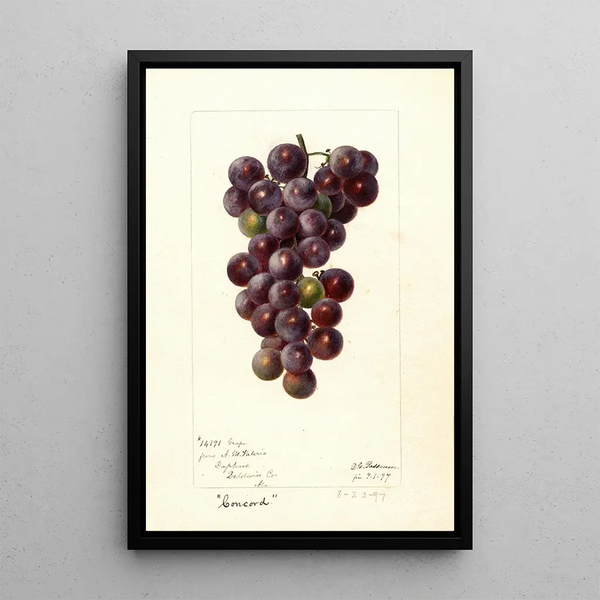 Reproductie van het schilderij Vitis Concord - Deborah Griscom Passmore
