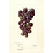 Reproductie van het schilderij Vitis Concord - Deborah Griscom Passmore