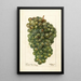 Reproductie van het schilderij Vitis Millénium hongrois - Deborah Griscom Passmore
