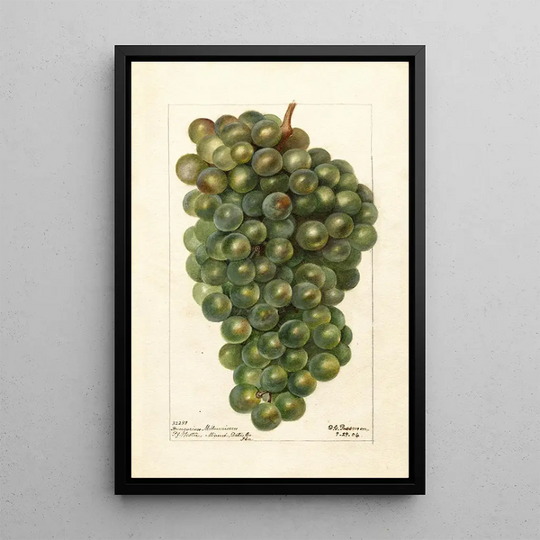 Reproductie van het schilderij Vitis Millénium hongrois - Deborah Griscom Passmore