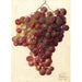 Vitis Hycales - Deborah Griscom Passmore — weergave van het kunstwerk