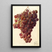 Vitis Hycales - Deborah Griscom Passmore — ingelijst kunstwerk aan de muur