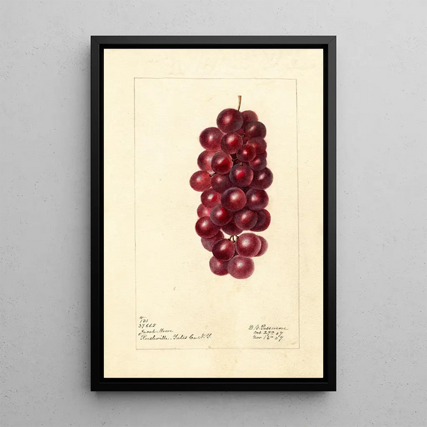 Reproductie van het schilderij Vitis Jacob Moore - Deborah Griscom Passmore