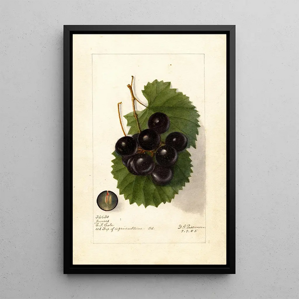 Reproductie van het schilderij Vitis James - Deborah Griscom Passmore