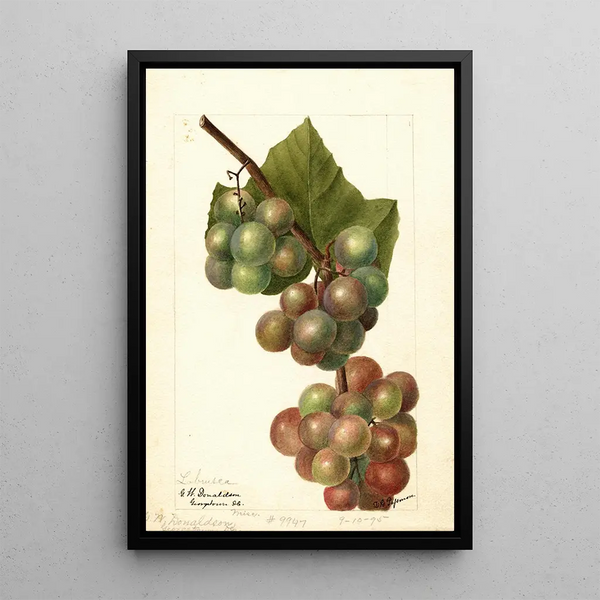 Reproductie van het schilderij Vitis Labrusca - Deborah Griscom Passmore