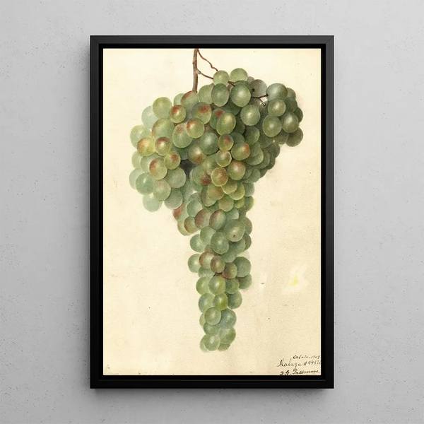 Vitis Malaga - Deborah Griscom Passmore — ingelijst kunstwerk aan de muur