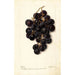 Vitis Merceron - Deborah Griscom Passmore — weergave van het kunstwerk