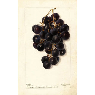 Deborah Griscom Passmore - Vitis Merceron.webp