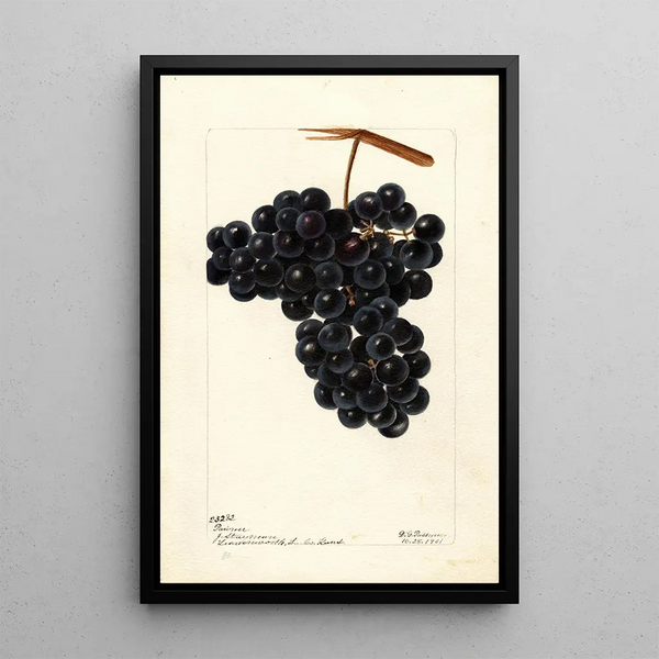 Vitis Pawvur - Deborah Griscom Passmore — ingelijst kunstwerk aan de muur
