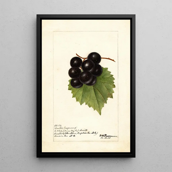 Reproductie van het schilderij Vitis Smiths Improved - Deborah Griscom Passmore