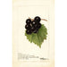 Reproductie van het schilderij Vitis Smiths Improved - Deborah Griscom Passmore