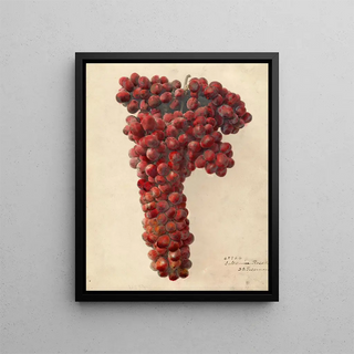 Deborah Griscom Passmore - Vitis Sultanina Rosea.webp