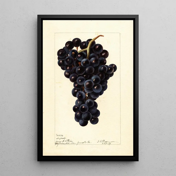 Reproductie van het schilderij Vitis Superbe - Deborah Griscom Passmore