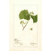 Vitis White Staminate - Deborah Griscom Passmore — weergave van het kunstwerk