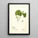 Vitis White Staminate - Deborah Griscom Passmore — ingelijst kunstwerk aan de muur