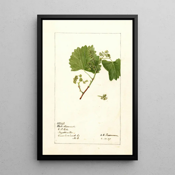 Vitis White Staminate - Deborah Griscom Passmore — ingelijst kunstwerk aan de muur