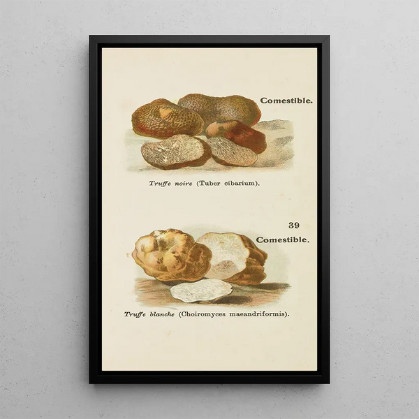 Petit atlas des champignons Pl1 - Delachaux Niestle — framed artwork on a wall